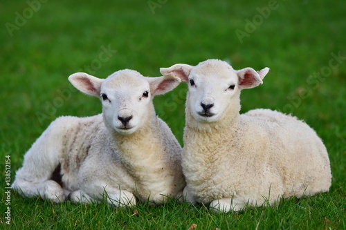 Scenic View of Two Newborn Spring Lambs Resting in a Lush Green Farmland Field