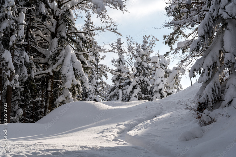 Obraz premium Large view on the snowy trees