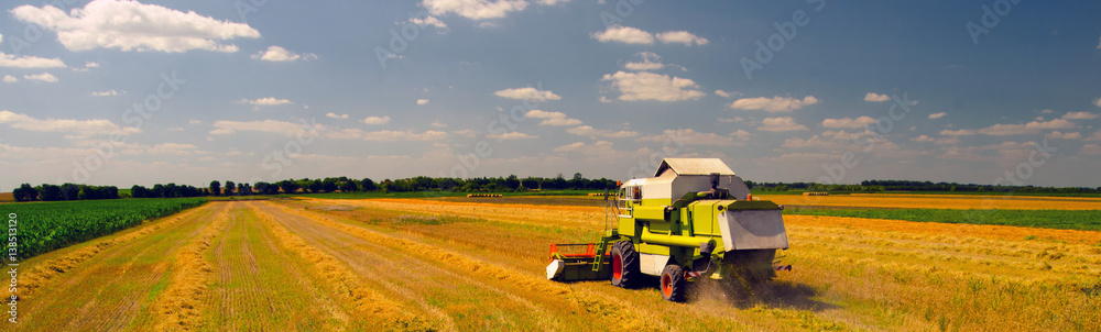 Obraz premium Combine harvester harvesting wheat during harvest on sunny summer day