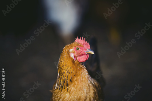 Closeup of a red chicken on a farm in nature. Hens in a free range farm. Chickens walking in the farm yard
