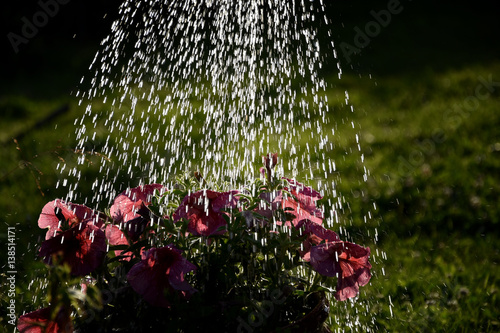 Watering in the garden