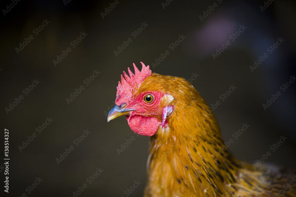 Closeup of a red chicken on a farm in nature. Hens in a free range farm. Chickens walking in the farm yard