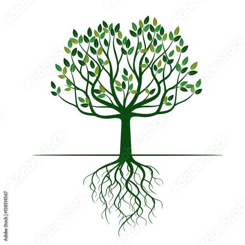 Green Tree with Roots. Vector Illustration.