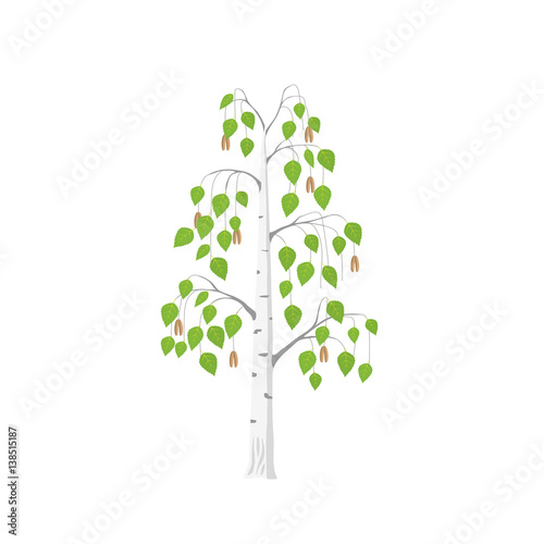 Vector flat Birch tree isolated. Silver birch with green leaves on white background.