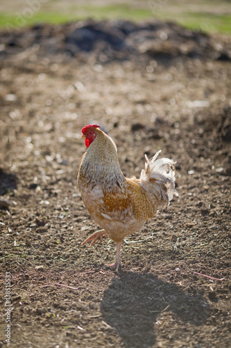 Portrait black and white cock in the village