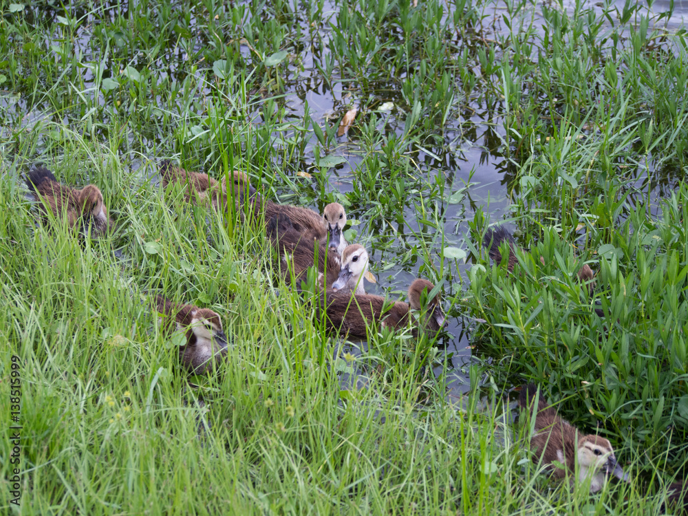 Baby Ducks near a Grassy Bank