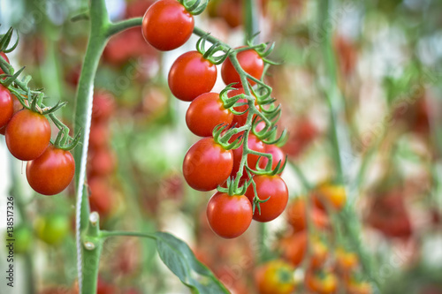 branch of fresh cherry tomatoes hanging on trees in organic farm, Solanum, lycopersicum
