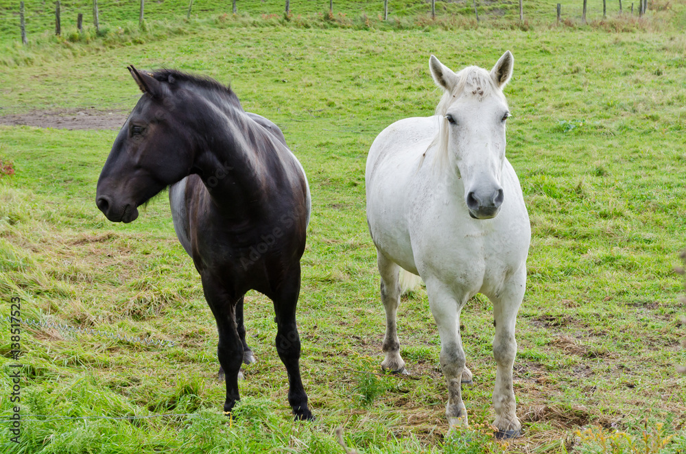 Brown horse