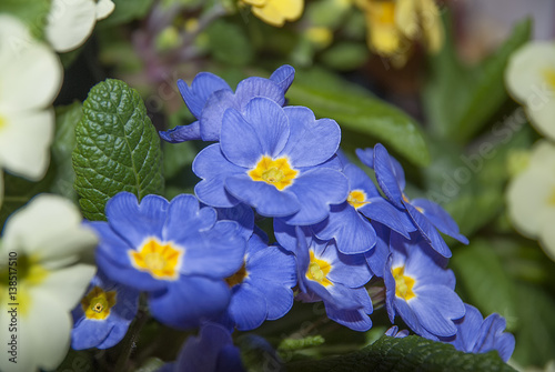 lilac yellow primrose close up