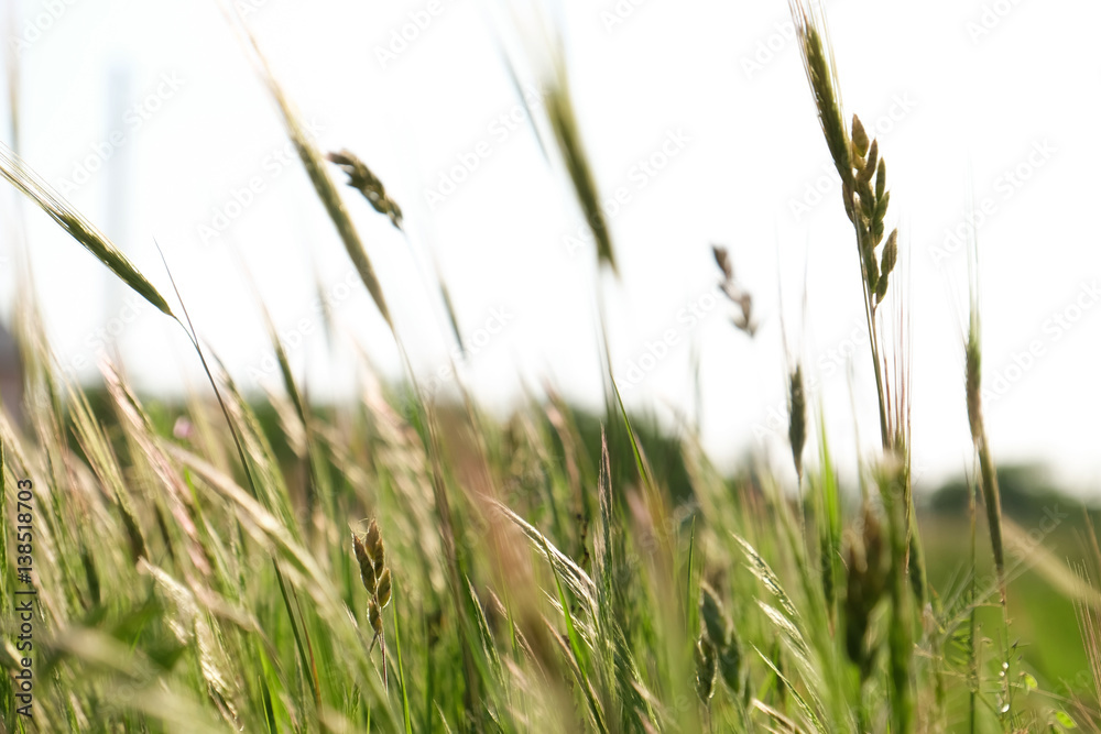 Meadow spikes on blurred nature background