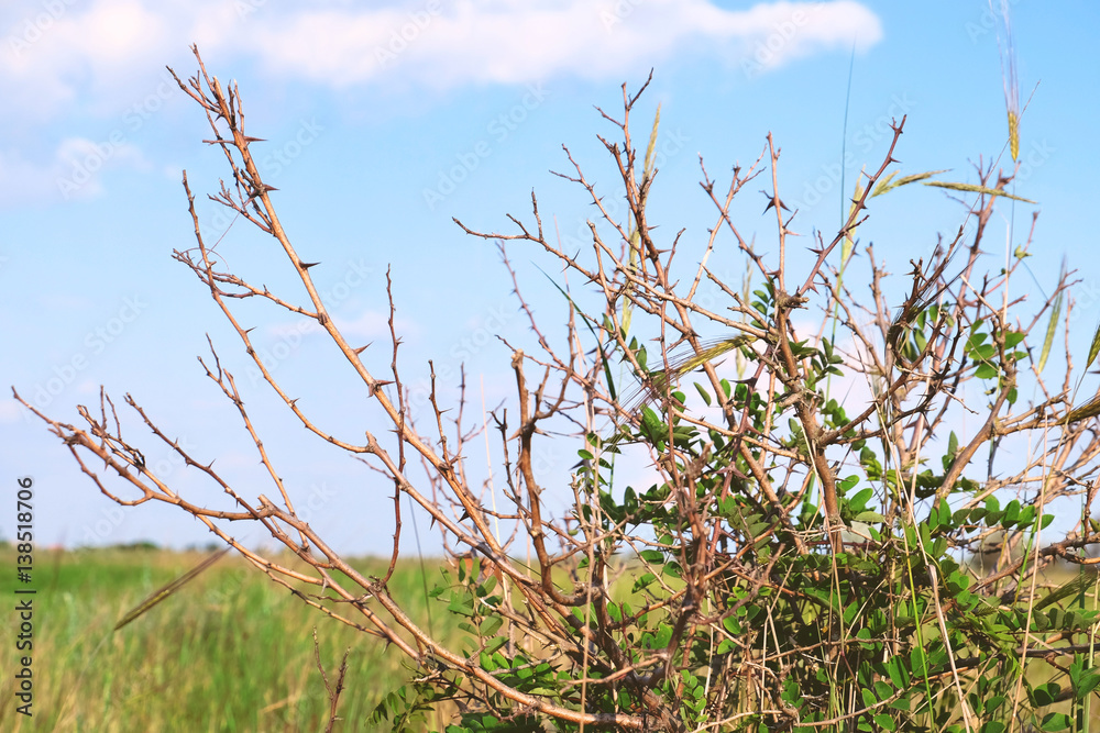 Fototapeta premium Thorny meadow bush on light sky background