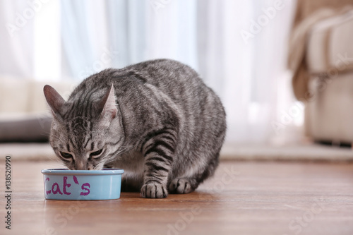 Fototapeta Naklejka Na Ścianę i Meble -  Cat eating from bowl on floor