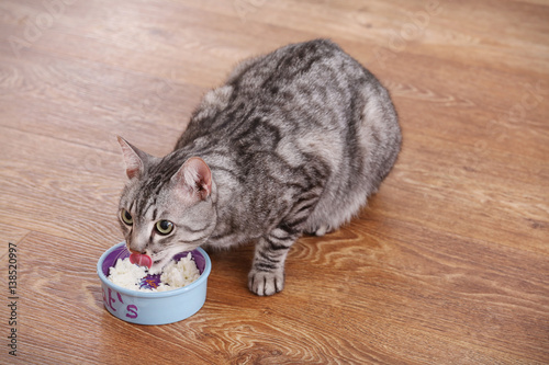 Cat eating from bowl on floor