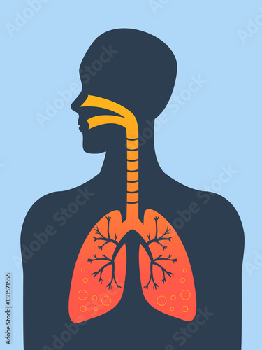 Human silhouette with inflamed respiratory system (lungs) showing diseases like asthma and bronchitis vector illustration.