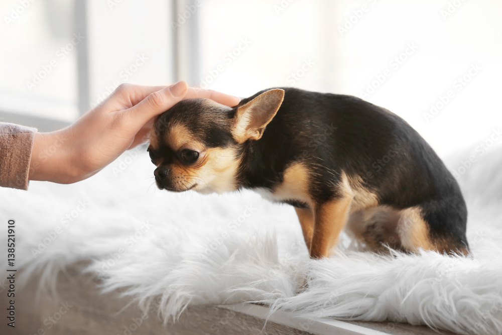 Owner stroking cute funny dog sitting on window sill covered with plaid Owner stroking cute funny dog sitting on window sill covered with plaid