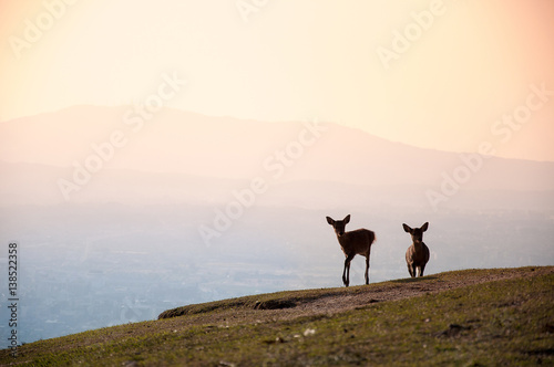 Sunrise deer silhouette on the top of mountain in Nara, Japan