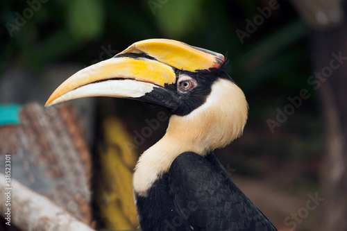 Great hornbill (Buceros bicornis) also known as the great Indian hornbill or great pied hornbill. Wildlife animal. © topten22photo