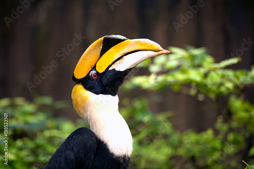 Great hornbill (Buceros bicornis) also known as the great Indian hornbill or great pied hornbill. Wildlife animal.