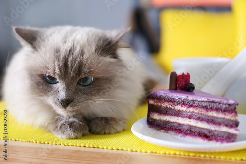 Fototapeta Naklejka Na Ścianę i Meble -  Cute cat and tasty cake on table in cafe