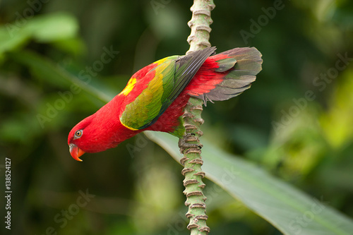Foto Portrait of beautiful Chattering red Lory Lorius garrulus on a banana