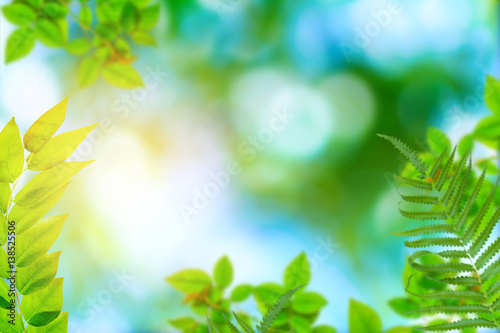 Green trees and leaf greenery bokeh