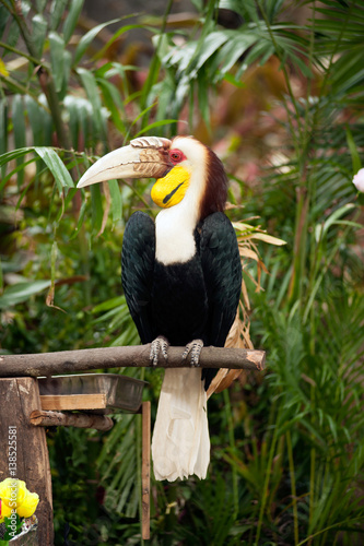 Wreathed hornbill (Rhyticeros undulatus) or the bar-pouched wreathed hornbill. Thailand.