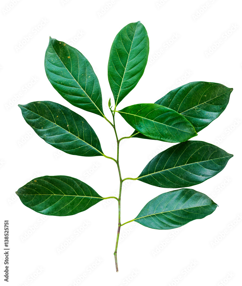 Naklejka premium leaf isolate natural