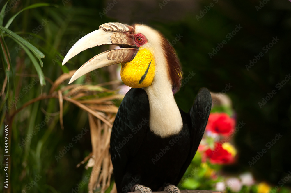 Fototapeta premium Wreathed hornbill (Rhyticeros undulatus) or the bar-pouched wreathed hornbill. Thailand.