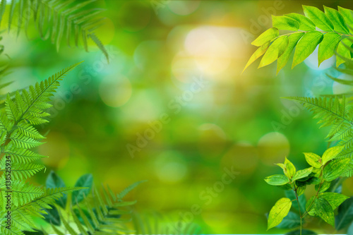 Green trees and leaf greenery bokeh
