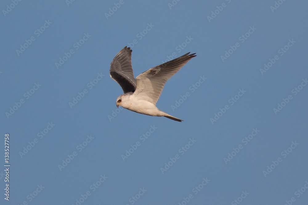Very close view of a white-tailed kite flying in the wild Very close view of a white-tailed kite flying in the wild