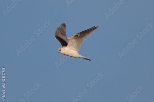 Very close view of a white-tailed kite flying in the wild
