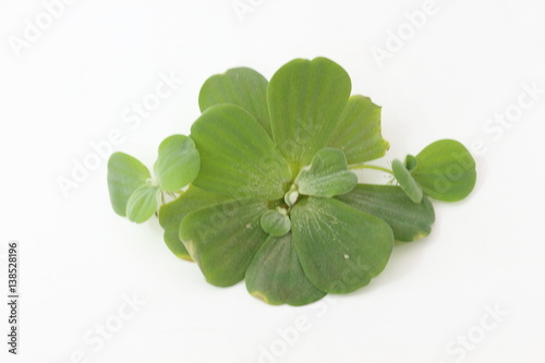 Spawn green on a white background Erickson.