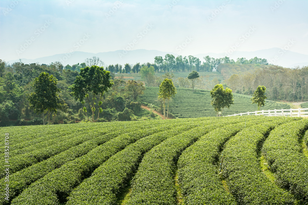 Tea plantation in Chaing Rai, Thailand