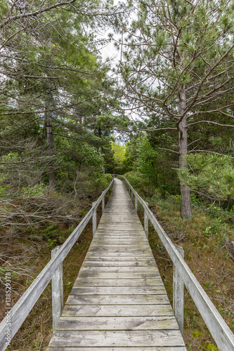 Boardwalk Through Oak Savanna - Pinery Provincial Park  Ontario  Canada