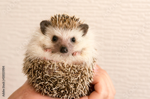 Hedgehog / From Japan photo