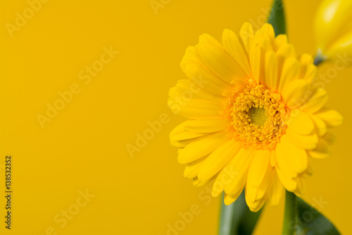 yellow Gerbera