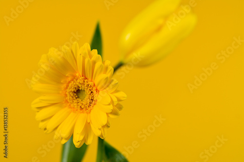 yellow Gerbera