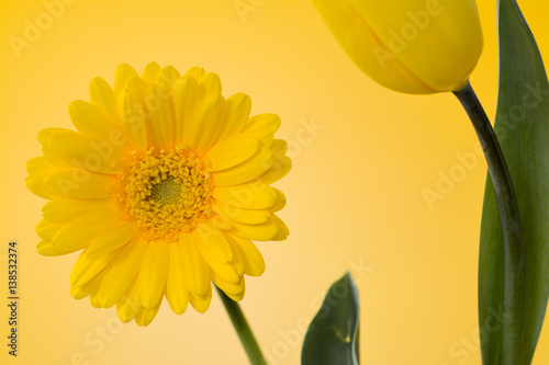 yellow Gerbera