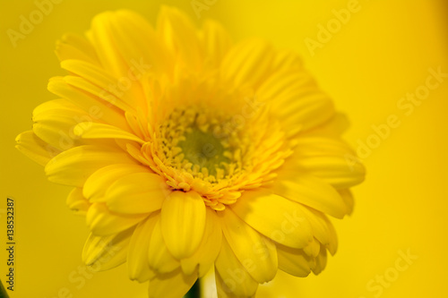 gerbera