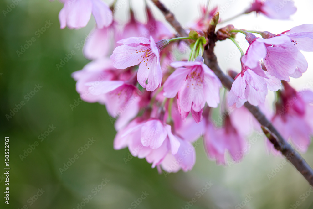 Obraz premium 桜の花