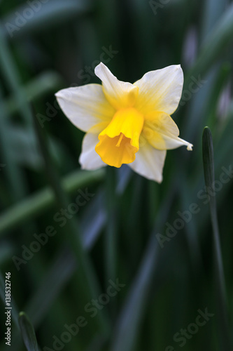 水仙の花