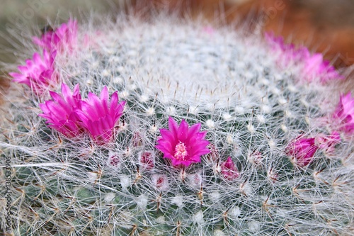 Manmillaria sp photo