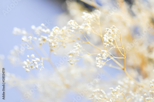 white gypsophila flower © jobrestful