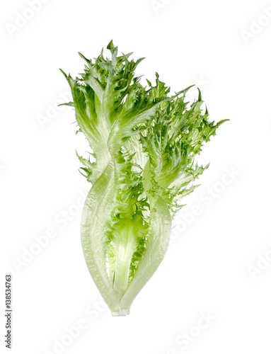 leaf lettuce close up on white.