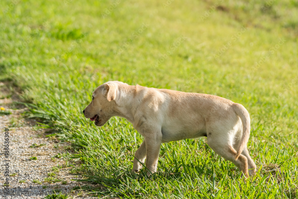 A Labrador puppy is caught half way through yawning after a big day playing in the park. A Labrador puppy is caught half way through yawning after a big day playing in the park.