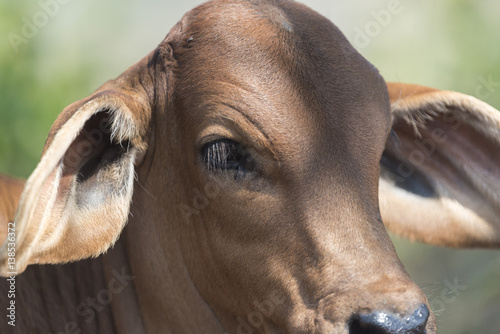 cattle in farm field  Thailand