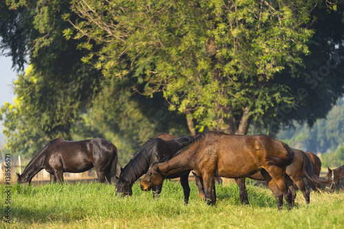 Group of three young horses on the pasture