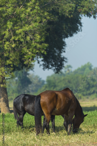 Group of three young horses...