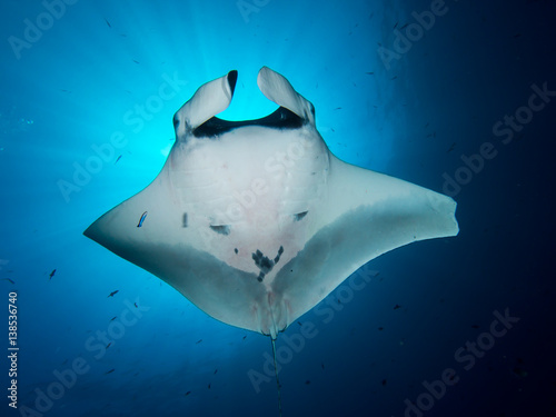 Sunburst of a Oceanic Manta ray