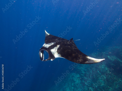 Giant Manta ray with sun rays beaming down over a coral reef, shot from above.